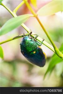 Jewel beetle on the leaf tree branch nature background - Other names Metallic Wood boring / Buprestid green insect