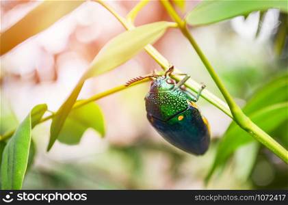 Jewel beetle on the leaf tree branch nature background - Other names Metallic Wood boring / Buprestid green insect