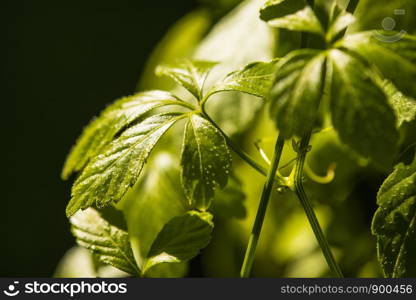 Jiaogulan, Chinese herb for longevity