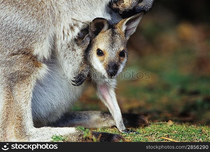 Joey Kangaroo with mother close-up