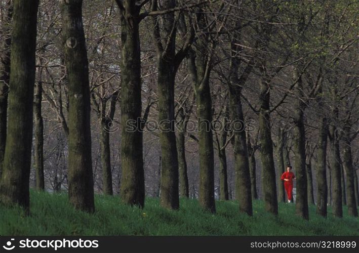 Jogging Through Rows of Trees