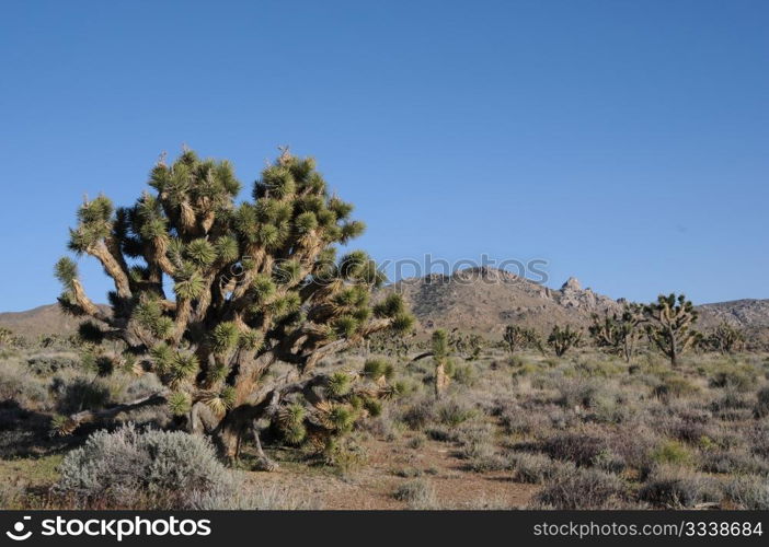 Joshua Tree