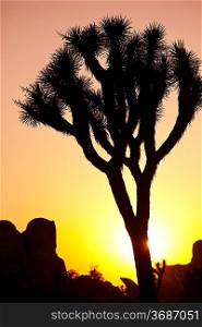 Joshua tree in desert