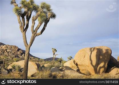 Joshua trees and rocks in desert