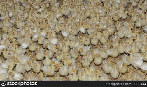 Joung Turkey Chicks Farm Background. Turkey Chicks Background