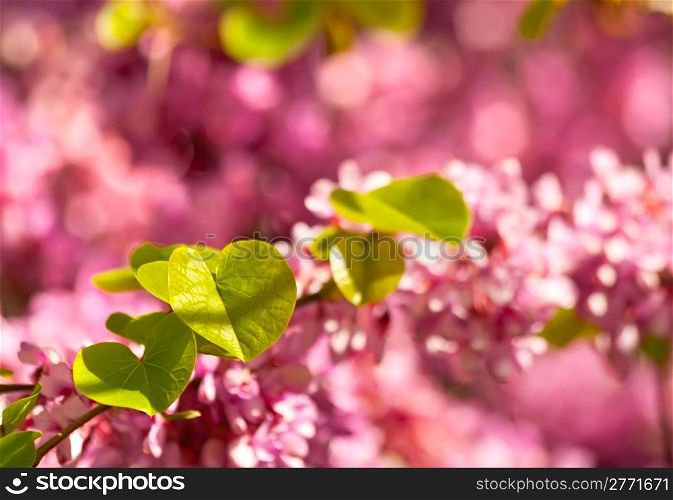 Judas Tree Flower And Leaves(Cercis SAliquastrum) Close up