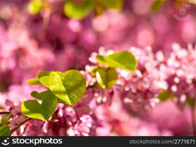 Judas Tree Flower And Leaves(Cercis SAliquastrum) Close up