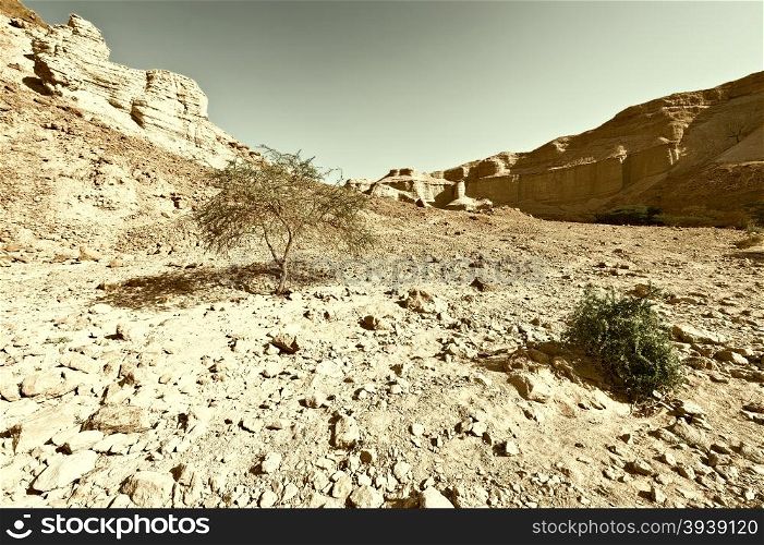 Judean Desert on the West Bank of the Jordan River, Retro Image Filtered Style