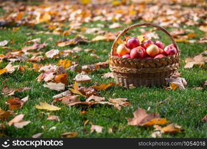 juicy apples in a basket in the garden
