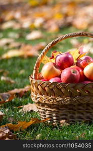 juicy apples in a basket in the garden