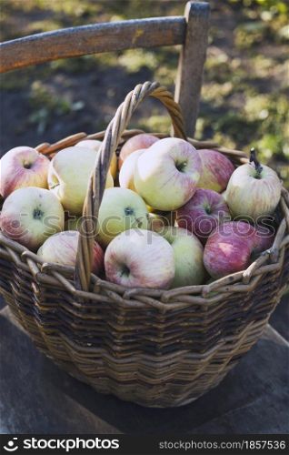 juicy apples in a basket on an old retro chair in the garden. aesthetics of rural life