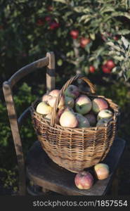 juicy apples in a basket on an old retro chair in the garden. aesthetics of rural life