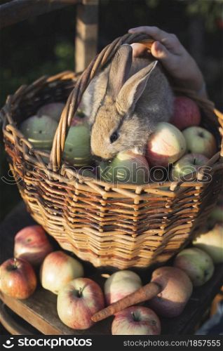 juicy apples in a basket with rabbit on an old retro chair in the garden. aesthetics of rural life