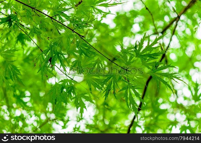 juicy green branch with young leaves in the spring