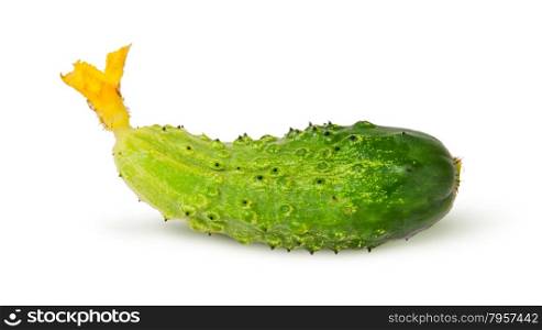 Juicy green cucumber isolated on white background