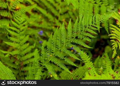 juicy green fern leaves in the forest