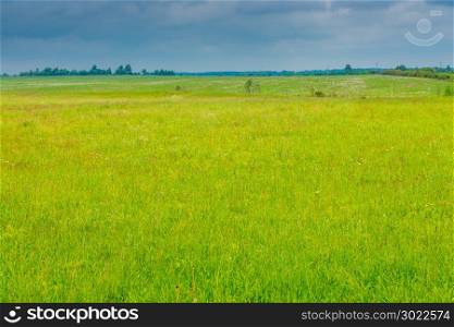 juicy green grass in a field, over a field of a cloud before a rain