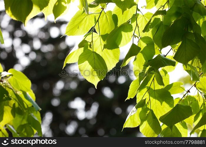 juicy green spring foliage on tree