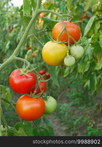 Juicy red and yellow tomato fruits ripening in greenhouse in summertime