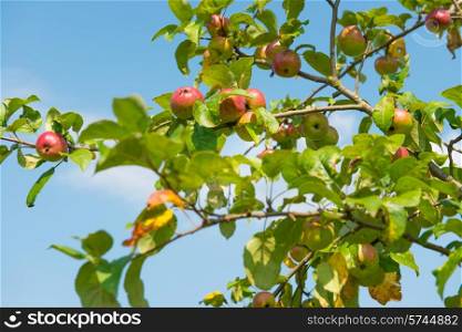 Juicy red apples on the branch with blue sky background