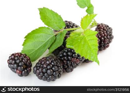 Juicy ripe blackberries on a white background
