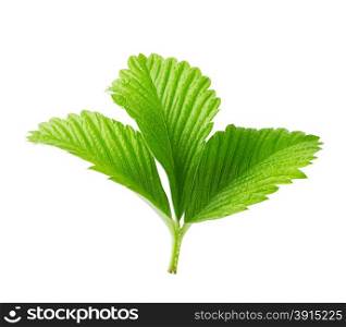Juicy strawberry leaves isolated on a white background. Juicy strawberry leaves