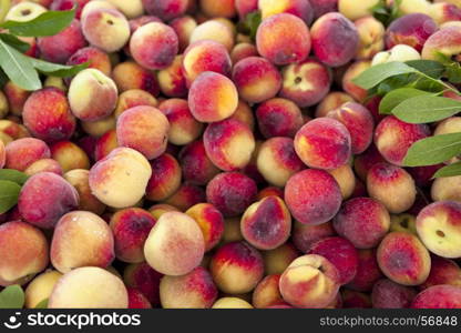 Juicy sweet Sicilian peaches,large plan in the farm shop.. Juicy sweet Sicilian peaches,large plan in the farm shop
