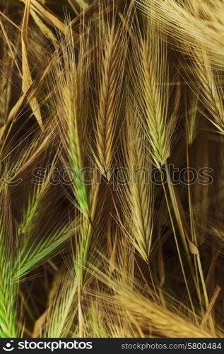 Juicy young wheat on a meadow close-up