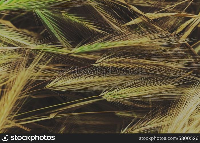 Juicy young wheat on a meadow close-up