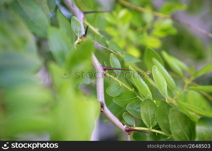 Jujube fruit stings Ziziphus jujuba vulgaris