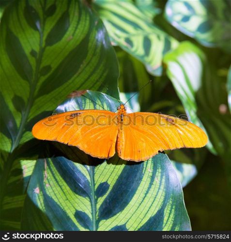 Julia longwing butterfly Dryas iulia in leaf at outdoor