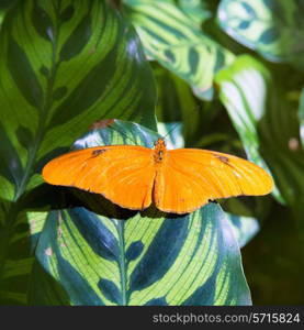 Julia longwing butterfly Dryas iulia in leaf at outdoor