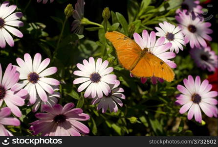 Julia Orange Butterfly IN Floral Garden Landscape