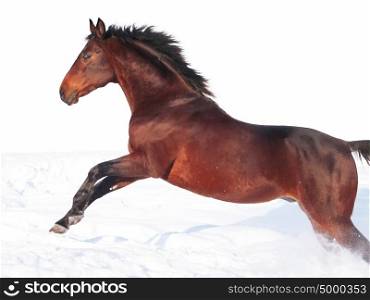 jumping bay horse at freedom on white background