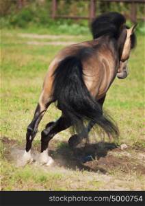 Jumping buckskin welsh pony