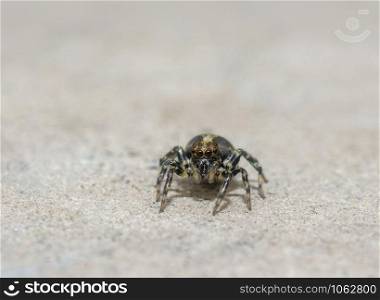 Jumping Spider, Sikkim, India