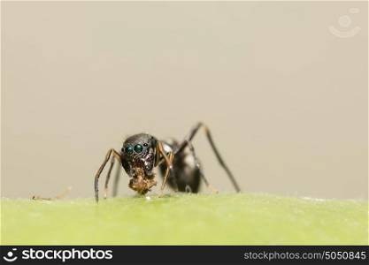Jumping spiders to giant ants