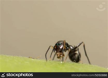 Jumping spiders to giant ants