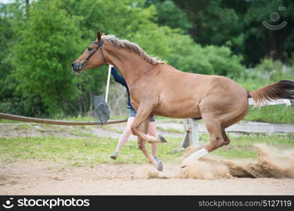 jumping sportive horse through paddock. funny shot