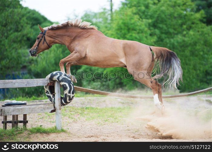 jumping sportive horse through paddock. funny shot