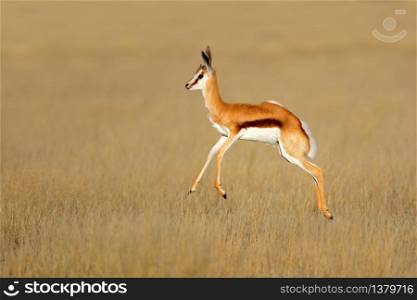Jumping springbok antelope (Antidorcas marsupialis) in natural habitat, South Africa