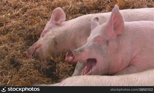 Junge Schweine, die im Stroh schlafen und eines davon gShnt.