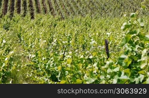 Junge Weinreben bewegen sich im Wind, schone Umgebung. Young wine plants are moving in the wind, beautiful scenic, great landscape.