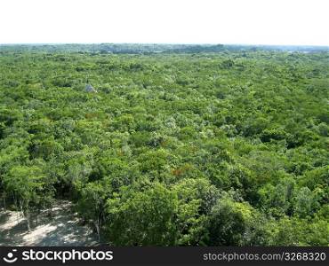 jungle aerial view in central america Mexico green nature background