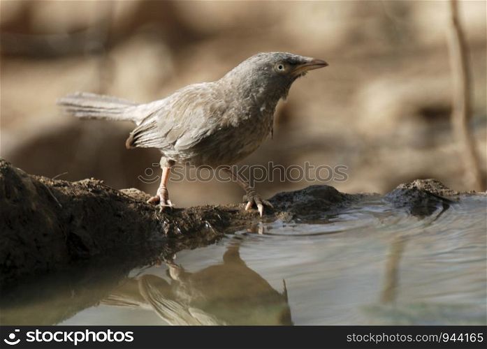 Jungle Babblers, Turdoides striatus a noisy bird that lives in small sized flocks of 7-8 individuals.