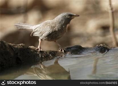 Jungle Babblers, Turdoides striatus a noisy bird that lives in small sized flocks of 7-8 individuals.