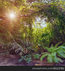 Jungle forest nature background. Jungle forest nature background. Summer wild landscape. Jungle forest nature background