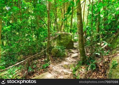 Jungle forest. Tropical trees in Asia.