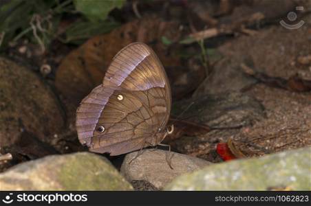 Jungle Glory Butterfly, Thaumantis diores, Garo hills, Meghalaya