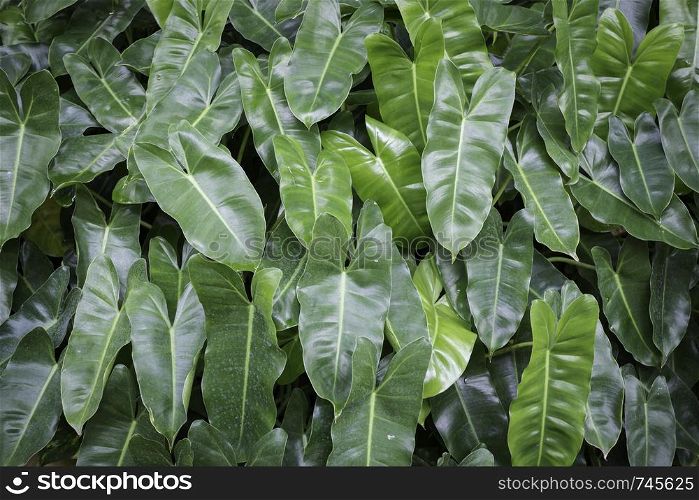 Jungle green leaves in tropical garden, stock photo